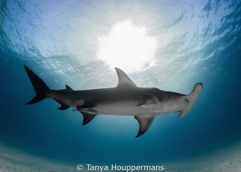 Partial Eclipse
A hammerhead shark passes by overhead of... by Tanya Houppermans 
