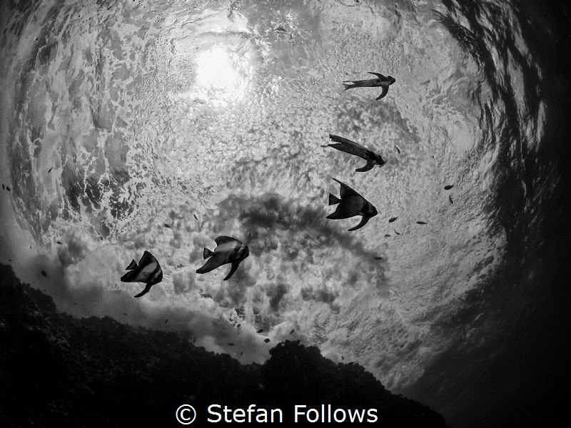 Worlds Apart. Longfin Batfish (juvanile) - Platax teira. ... by Stefan Follows 