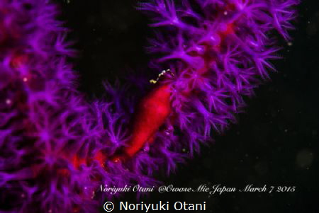 Red shell and purple flowers
Phenacovolva by Noriyuki Otani 