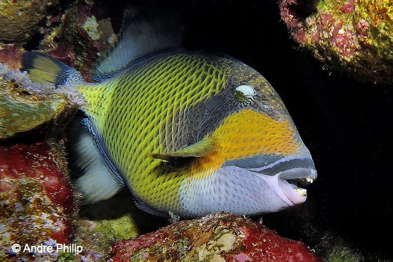 "What a Look" - The Giant Triggerfish (Balistoides viride... by Andre Philip 