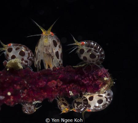 Ladybugs galore by Yen Ngee Koh 