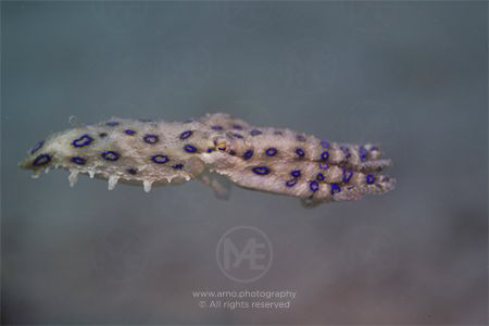 Blue-ringed octopus on the move by Arno Enzo 