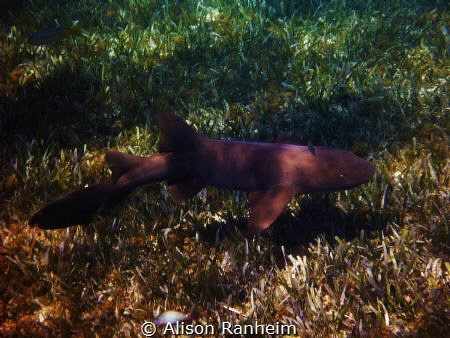 Nurse Shark, Palancar Reef, Cozumel by Alison Ranheim 