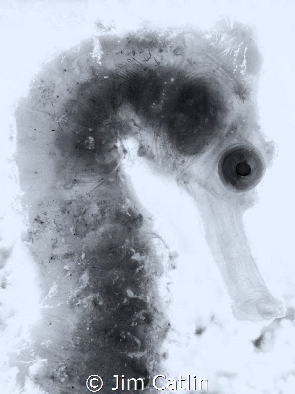 'X-ray' - backlit seahorse in b/w by Jim Catlin 