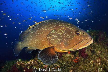 A Medes Island's big grouper with a lot of little fishes by David Carbo 