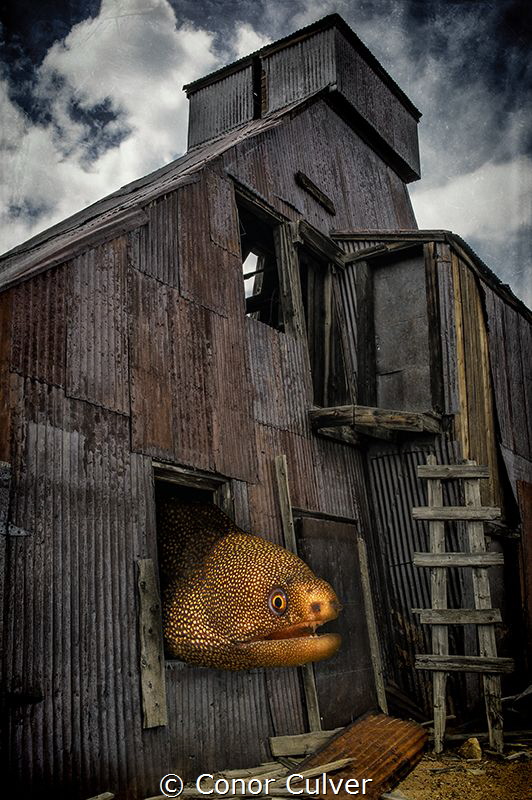 "Goldentail Gold Mill" part of my Underwater Surrealism s... by Conor Culver 