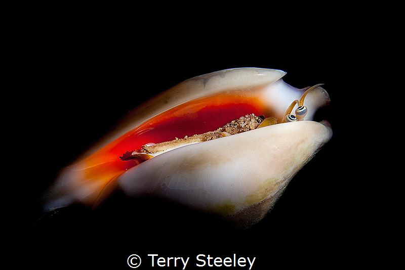 'Do not disturb'
Vomer Conch, Euprotomus Vomer | Dumague... by Terry Steeley 