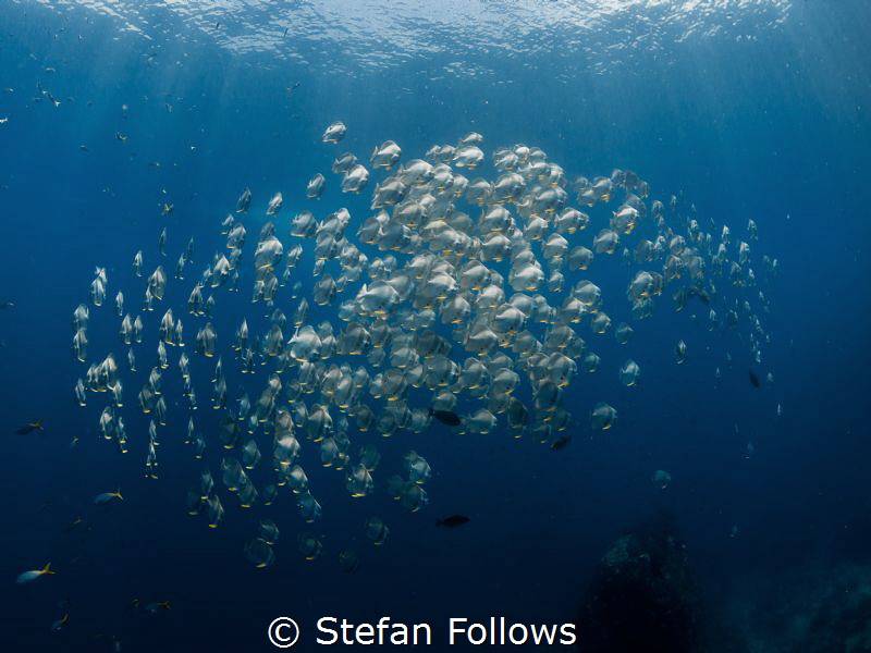 All for one ... ! Longfin Batfish - Platax teira. Sail Ro... by Stefan Follows 