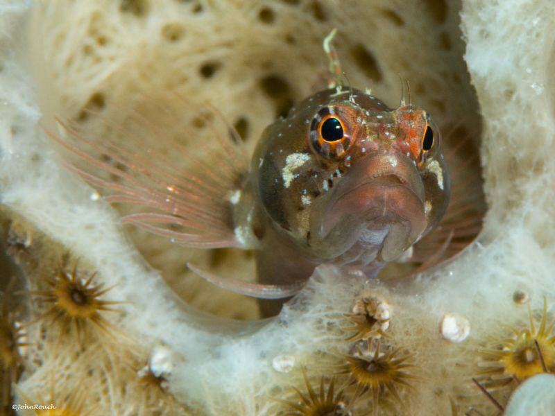 Ringed Blenny Starksia hassi  Bonaire at 88 ft D800 160 F... by John Roach 