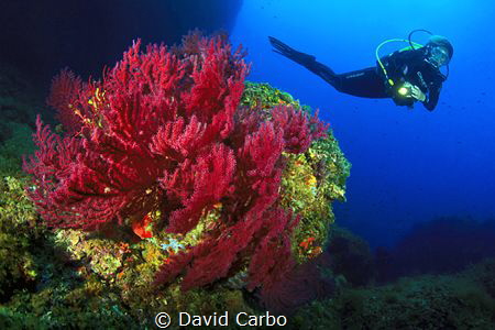 Medes Islands gorgonians with diver by David Carbo 