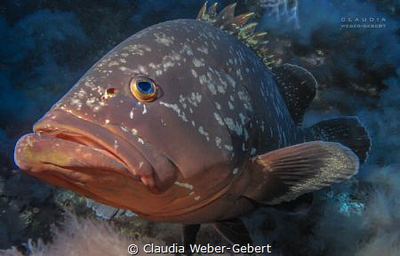 close encounter...
curious big grouper comming near by Claudia Weber-Gebert 
