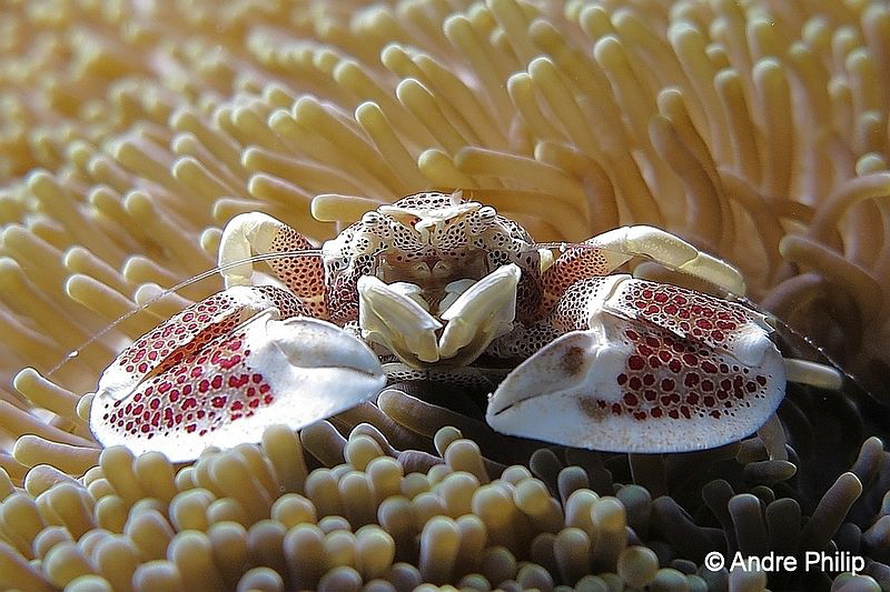 Anemone Porcelain crab (Neopetrolisthes maculatus)
Nabuc... by Andre Philip 