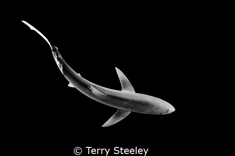 'Just cruising...'
Blue shark, Cornwall, UK
—
Subal un... by Terry Steeley 