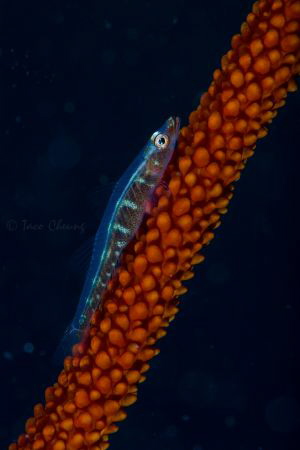 Gorgonian Goby by Taco Cheung 