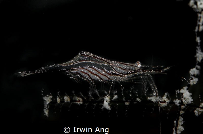 W H I T E . D O T
Brownstripe hydroid shrimp with eggs (... by Irwin Ang 