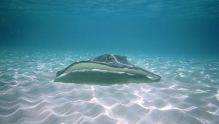 Sting Ray City 2. Canon Elph Sport. by Chris Lawford 