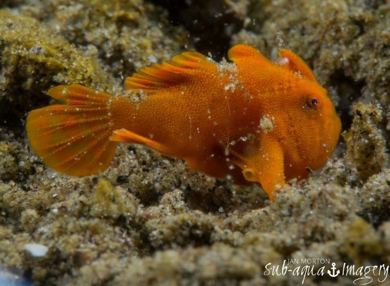 Blowin' In the Wind
Baby Frogfish approximately 7mm in l... by Jan Morton 