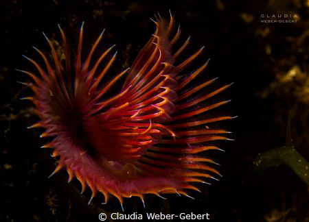 tube worm  -  serpula vermicularis by Claudia Weber-Gebert 