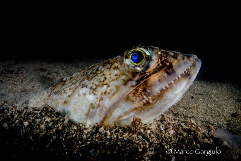 Mediterranean Lizardfish by Marco Gargiulo 