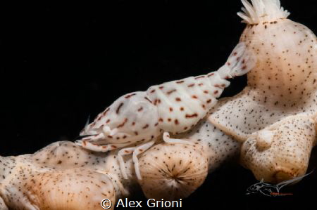 Izucaris masudai (Anemone Shrimp) by Alex Grioni 