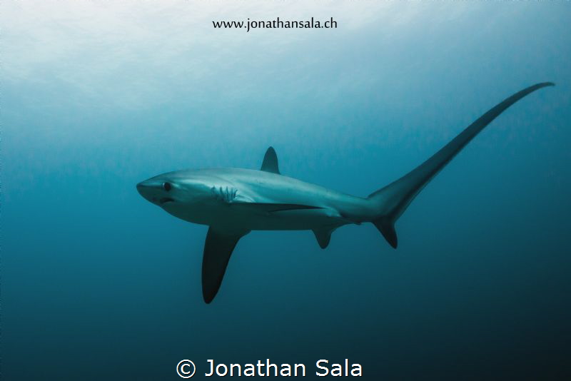 thresher shark by Jonathan Sala 