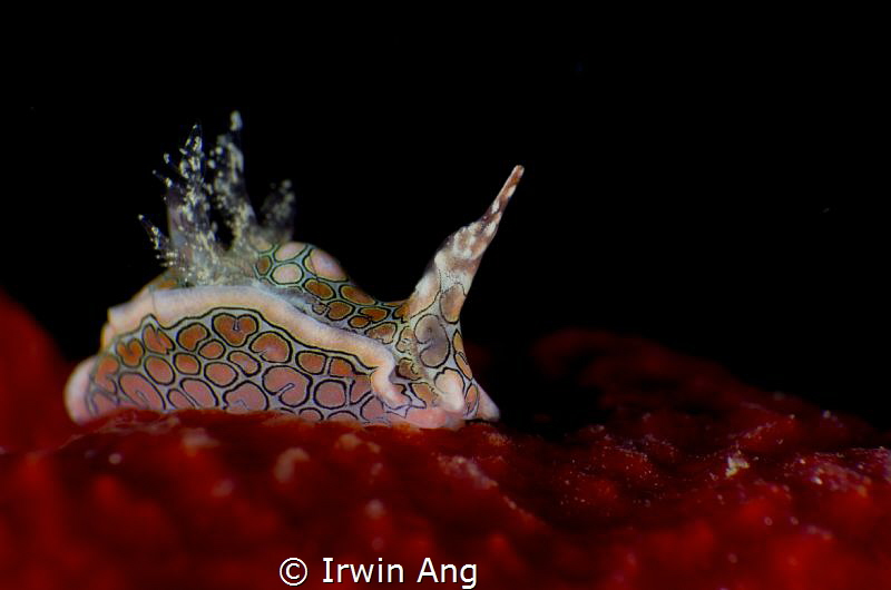 R E D . C A R P E T
Sea slug (Psychedelic Batwing Slug)
... by Irwin Ang 