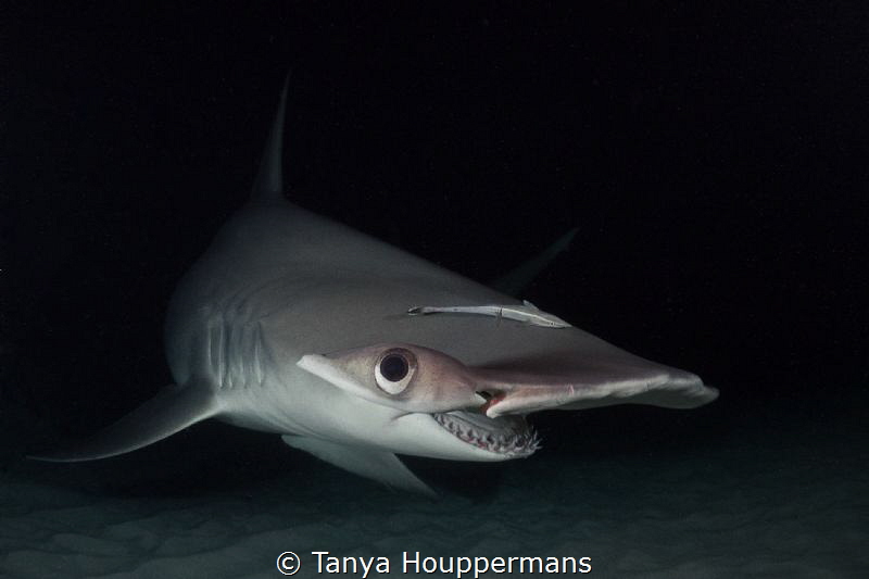 I'm Watching You
A hammerhead shark makes eye contact du... by Tanya Houppermans 