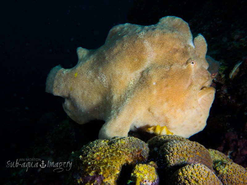 "King of the Castle"
Giant Frogfish on Coral.  Taken @19... by Jan Morton 