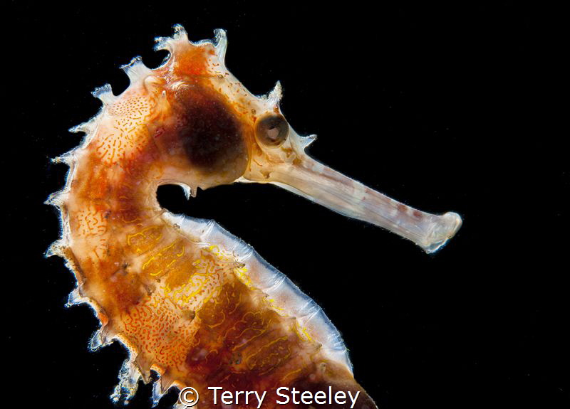 Backlit thorny seahorse
Ambon, Maluku Islands, Indonesia... by Terry Steeley 