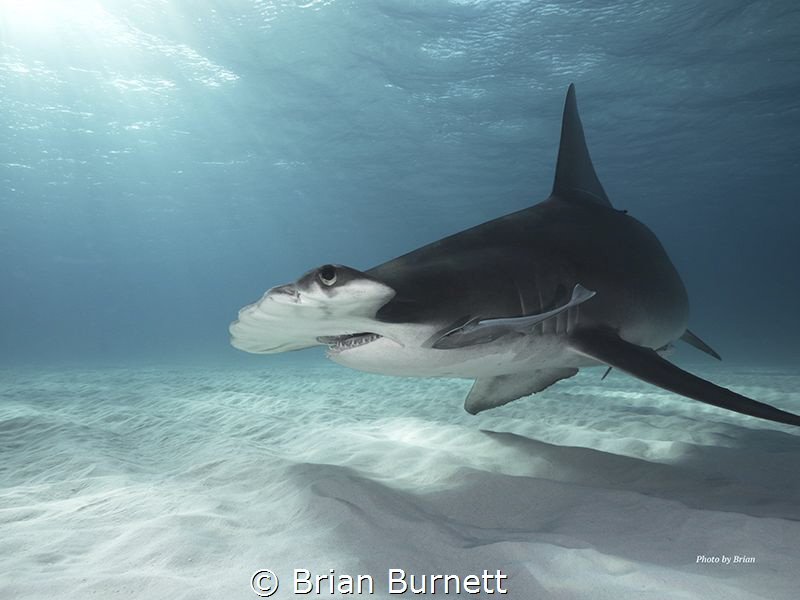 Great Hammerheads Bimini - Bahamas  Expedition with Epic ... by Brian Burnett 