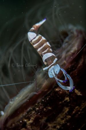 Magnificent Partner Shrimp by Taco Cheung 