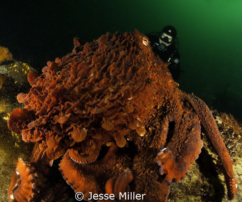 Large Giant Pacific Octopus out hunting by Jesse Miller 