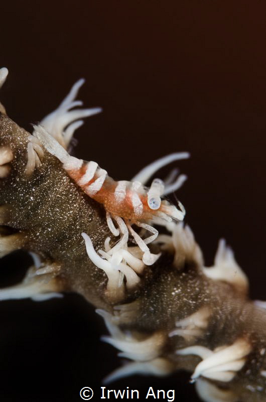 T H E . Z E N Z I - B A R
Whip coral shrimp (Dasycaris z... by Irwin Ang 