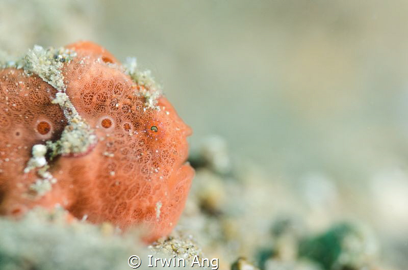 A T T R A C T I V E
Painted frogfish (Antennarius pictus... by Irwin Ang 