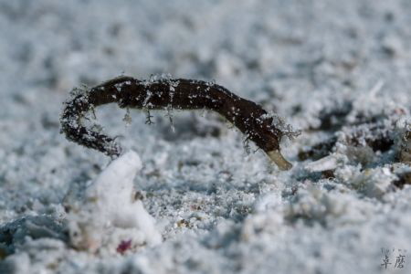 Freeze!
Hairy pygmy pipehorse - Mayotte by Takma Lherminier 