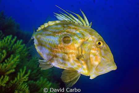 John Dory fish by David Carbo 