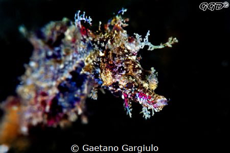 Pygmy pipe-horse fish (male) by Gaetano Gargiulo 