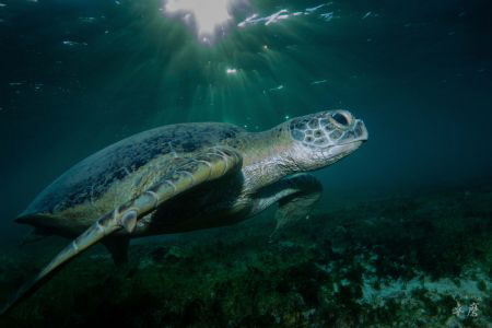 Green turtle - Mayotte by Takma Lherminier 