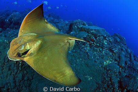 Eagle Ray by David Carbo 