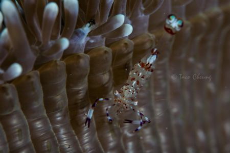 Tosa Commensal Shrimp by Taco Cheung 
