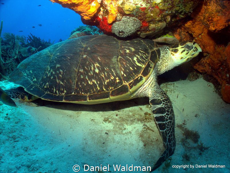 Hawksbill Turtle  picture taken in Cozumel Mexico at dive... by Daniel Waldman 
