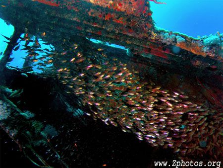These Golden Sweepers were seeking refuge in this wreck o... by Zaid Fadul 