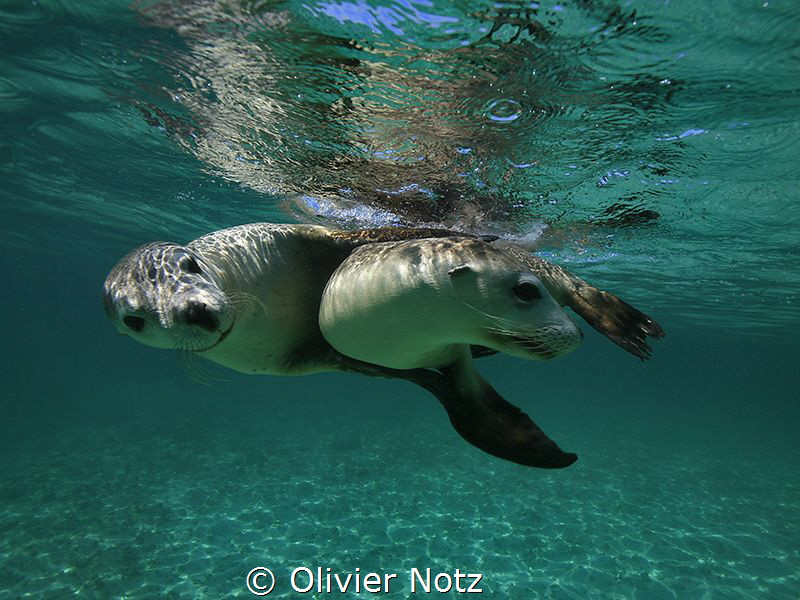 Playful sea lions at the west coast of Australia by Olivier Notz 
