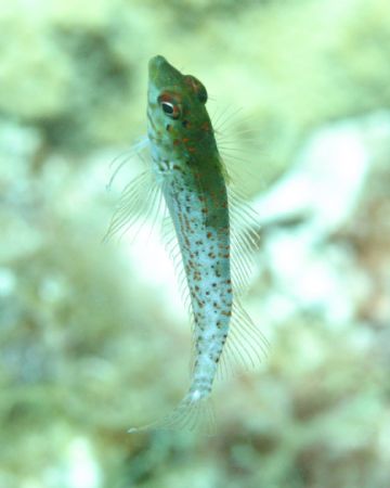 This is a blenny that we caught in mid water off of Litte... by Platt Allen 