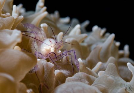 Bubble coral shrimp with eggs - Mayotte by Takma Lherminier 