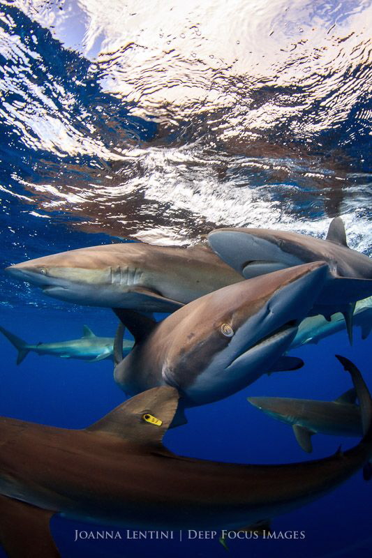 Silky Sharks - Gardens of the Queen by Joanna Lentini 