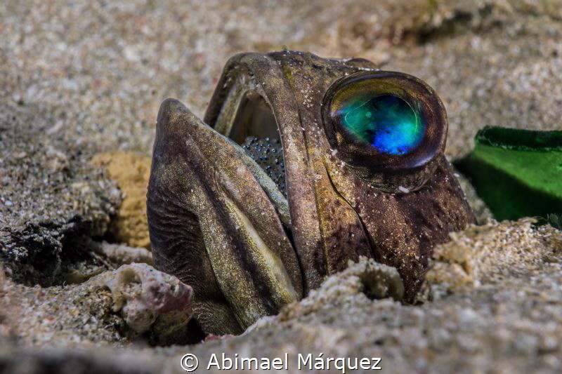 Banded Jawfish by Abimael Márquez 
