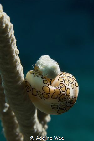 Flamingo tongue - Watching the world go round "upside" down by Adeline Wee 