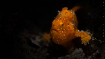 Painted Frogfish by Maziar Momtazi 