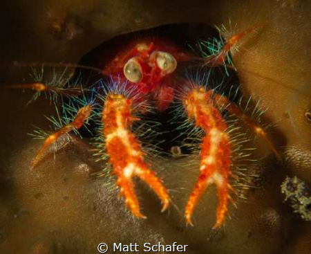 This tiny squat lobster really wanted his pic taken...I o... by Matt Schafer 